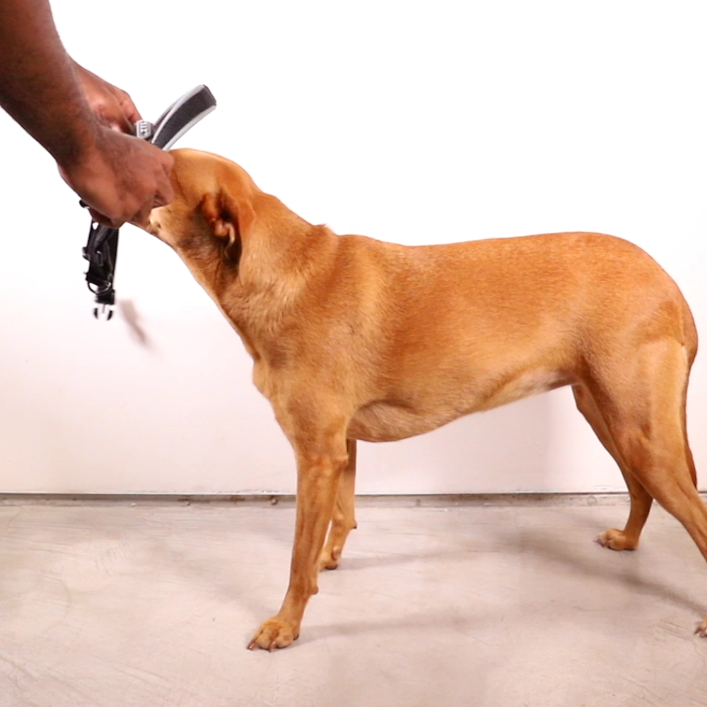 H3D Fly Softer Walk Harness