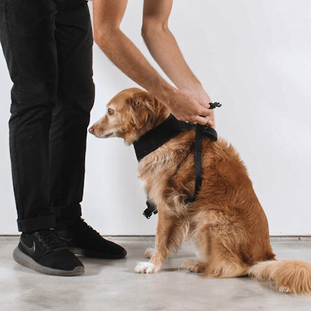 Honey Air Mesh Harness