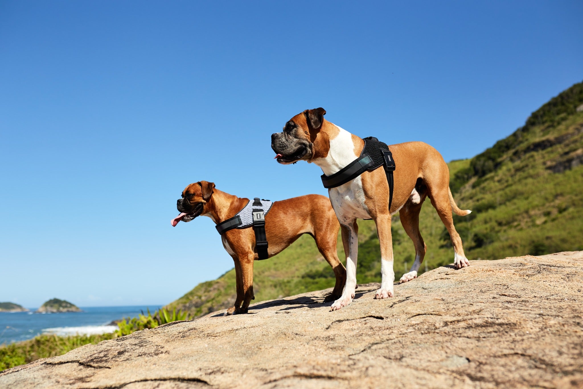 Dos perros usando arneses FlyHarness Zee.Dog en un entorno exterior
